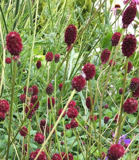 Sanguisorba officinalis 'Tanna'